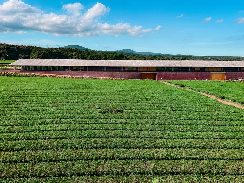 OSULLOC green tea; Korean green tea fields; OSULLOC Namwon Green tea fields