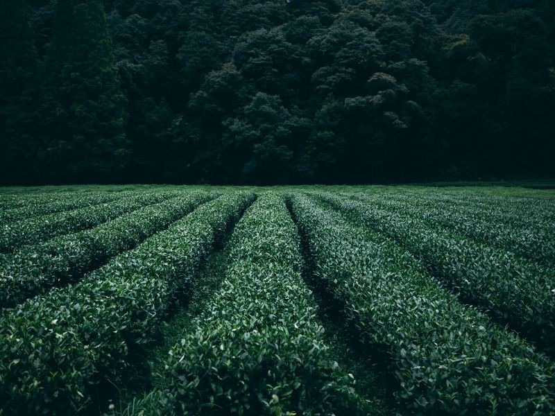 O'sulloc Tea: Best Souvenir In Korea