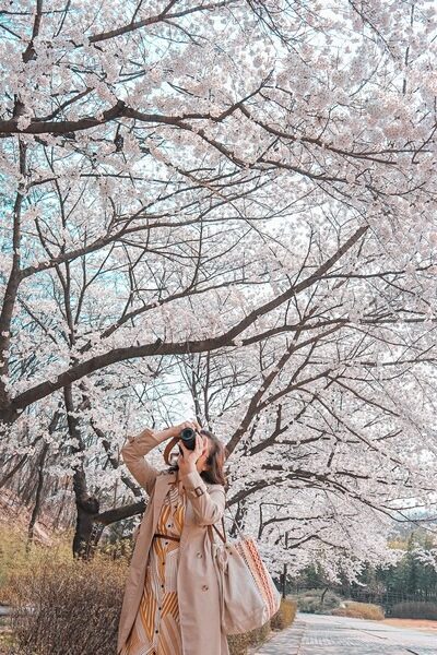 Dream Forest (북서울 꿈의숲), Seoul, Korea: Cherry blossoms