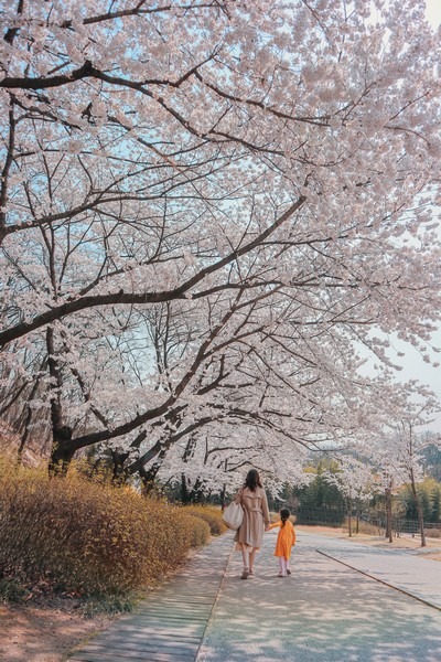 Dream Forest (북서울 꿈의숲), Seoul, Korea: Cherry blossoms