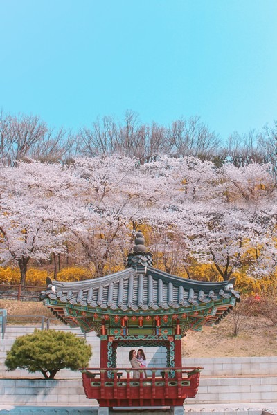 Dream Forest (북서울 꿈의숲), Seoul, Korea: Cherry blossoms