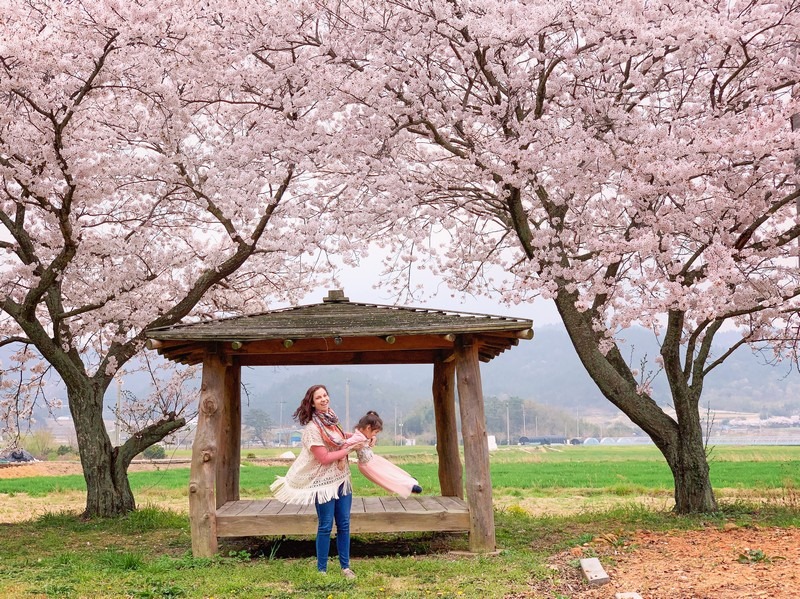 Gangjin, Korea: Cherry blossoms, Hallie Bradley