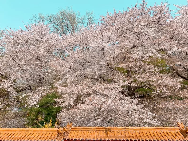 Incheon Chinatown, Jayu Park, Incheon, Korea; cherry blossoms