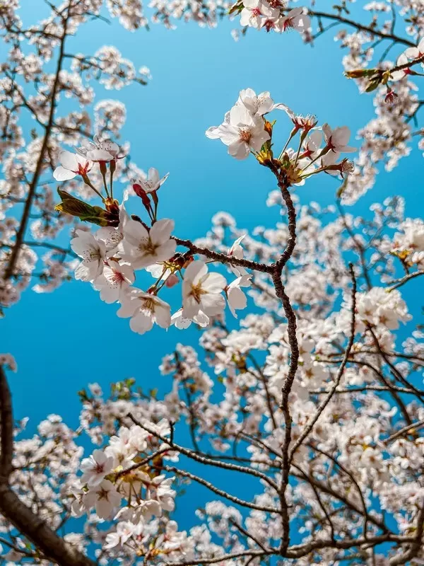 Jeju Island, Jeju, Korea; cherry blossoms