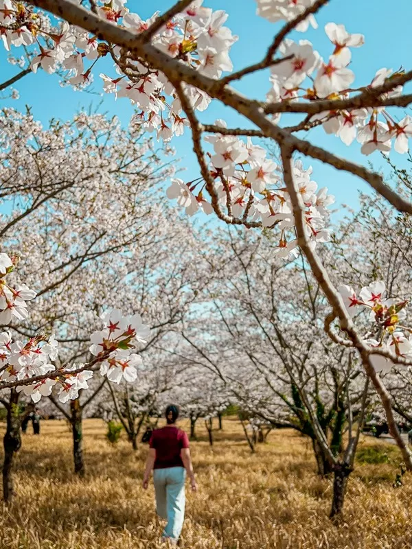 Jeju Island, Jeju, Korea; cherry blossoms