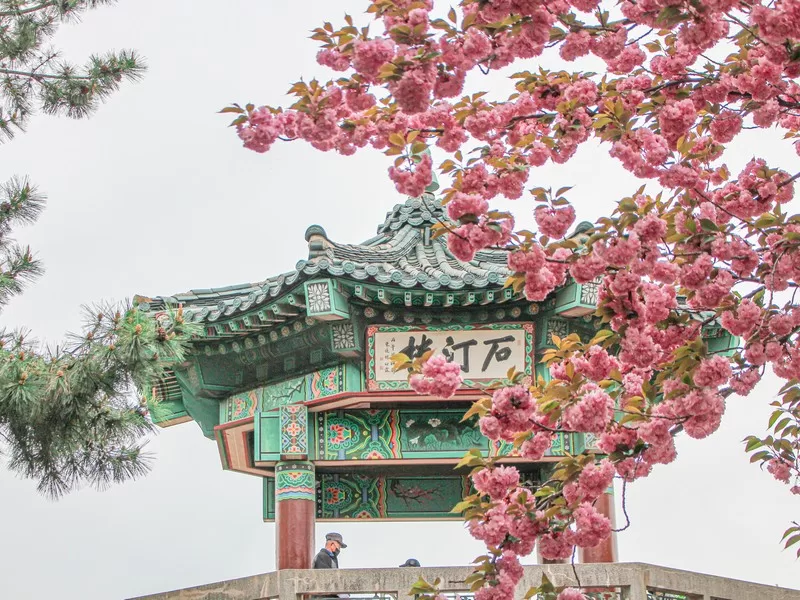 Incheon Chinatown, Jayu Park, Incheon, Korea; cherry blossoms