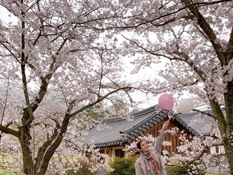 Gangjin, Korea: Cherry blossoms, Hallie Bradley