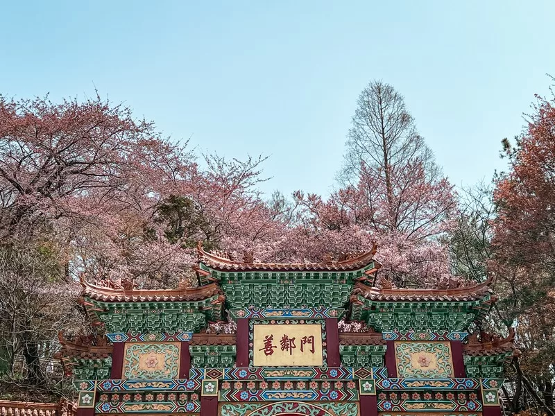 Incheon Chinatown, Jayu Park, Incheon, Korea; cherry blossoms