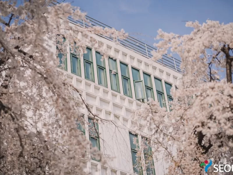 Jeongdok public library cherry blossoms, Jongno-gu, Seoul, Korea