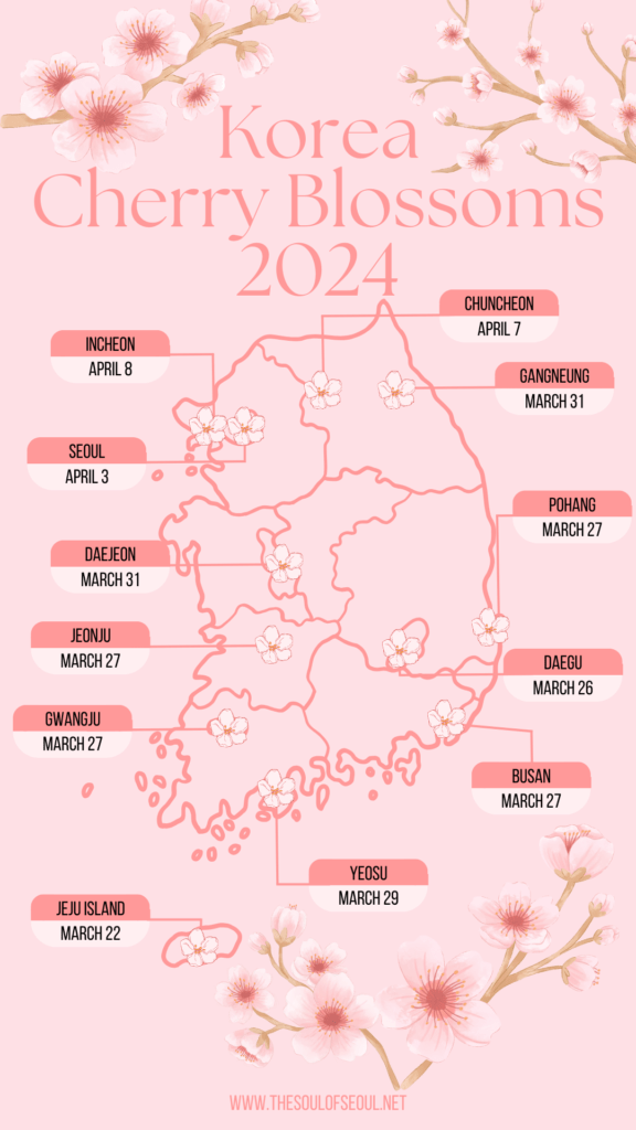 Korea Cherry Blossom Blooming Schedule 2024