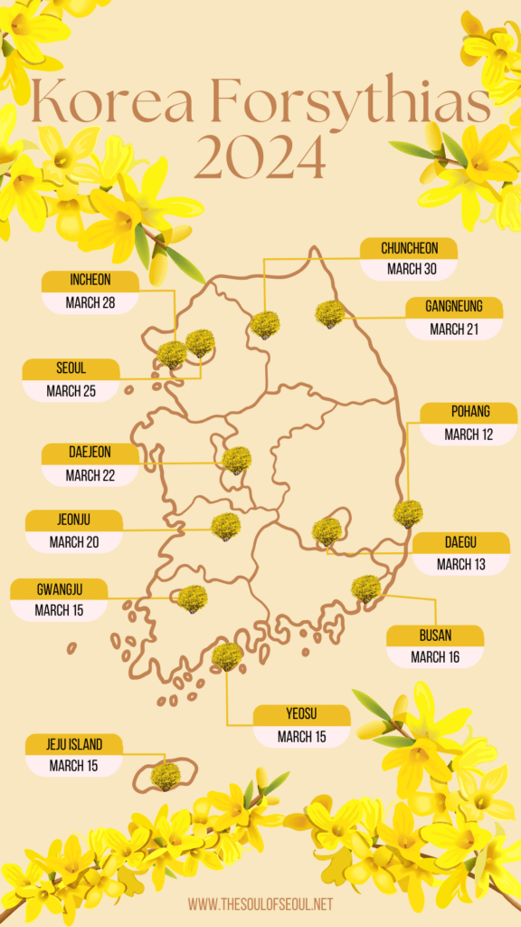 Korea Forsythia Blooming Schedule 2024