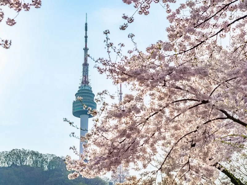 Namsan Tower and Cherry blossoms, N Seoul Tower, Seoul, Korea