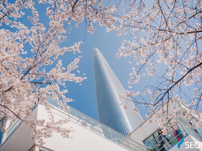 Seokchon lake cherry blossom trees, Jamsil, Songpa, Seoul, Korea