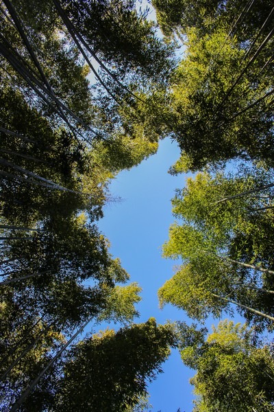 Juknokwon (죽녹원), Bamboo Forest, Damyang, Jeollanam-do, Korea