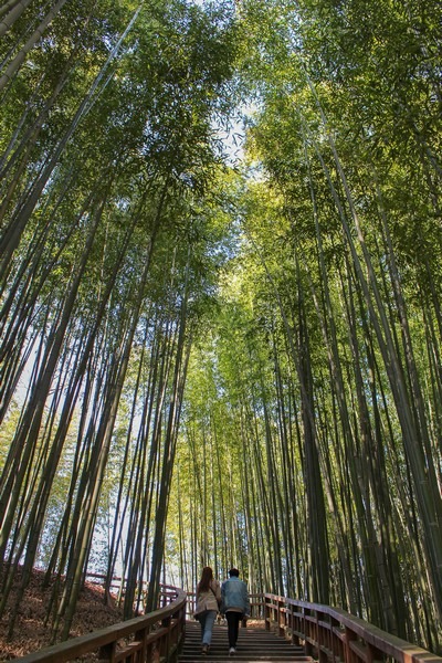 Juknokwon (죽녹원), Bamboo Forest, Damyang, Jeollanam-do, Korea