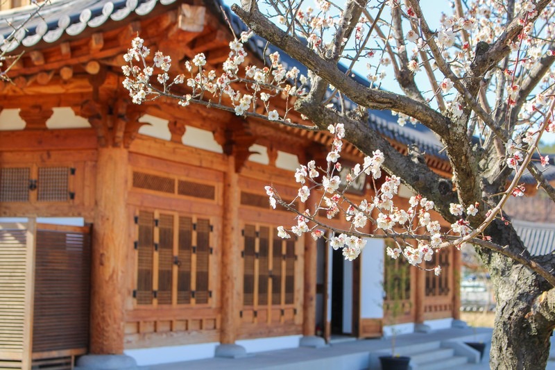 Siga Culture Village, Juknokwon (죽녹원), Bamboo Forest, Damyang, Jeollanam-do, Korea