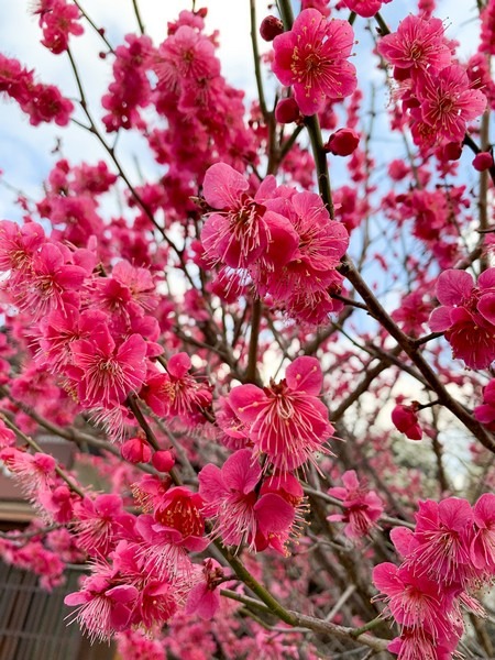 Dongguksa Temple (동국사), Gunsan, Korea