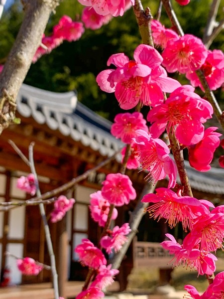 Juknokwon (죽녹원), Bamboo Forest, Damyang, Jeollanam-do, Korea