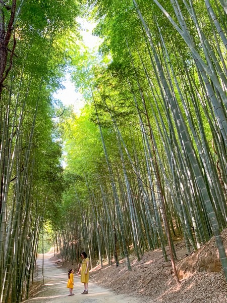 Juknokwon (죽녹원), Bamboo Forest, Damyang, Jeollanam-do, Korea