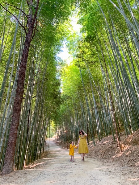 Juknokwon (죽녹원), Bamboo Forest, Damyang, Jeollanam-do, Korea