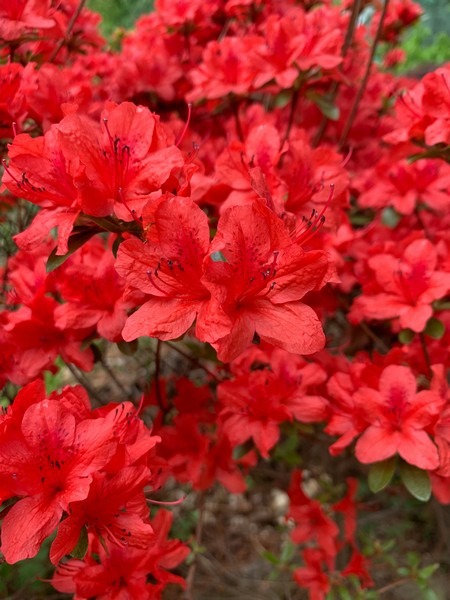 Jangheung Botanical Garden (장흥자생수목원), Jangheung, Yangju, Gyeonggi-do