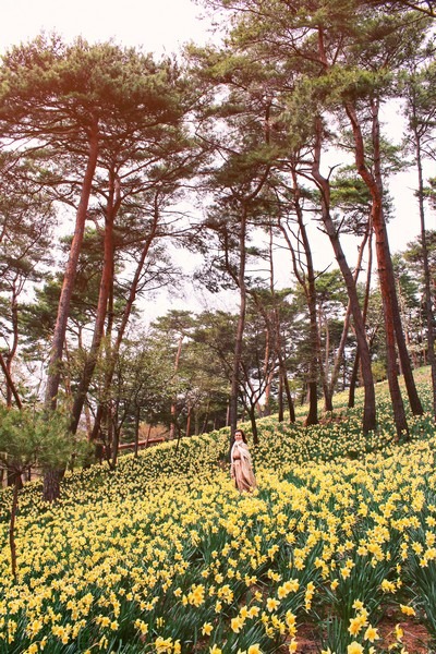 Yoogibanggaoak, Seosan, Chungcheongnam-do, Korea: Daffodil field