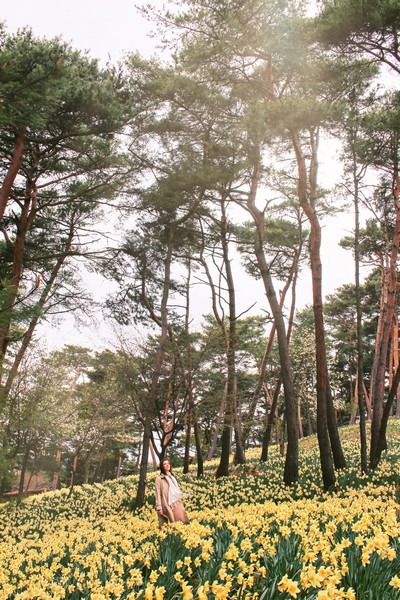 Yoogibanggaoak, Seosan, Chungcheongnam-do, Korea: Daffodil field