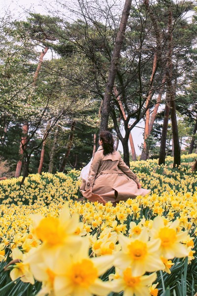 Yoogibanggaoak, Seosan, Chungcheongnam-do, Korea: Daffodil field