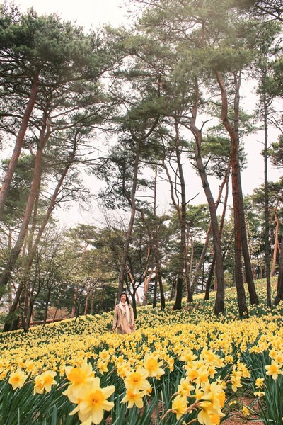 Yoogibanggaoak, Seosan, Chungcheongnam-do, Korea: Daffodil field