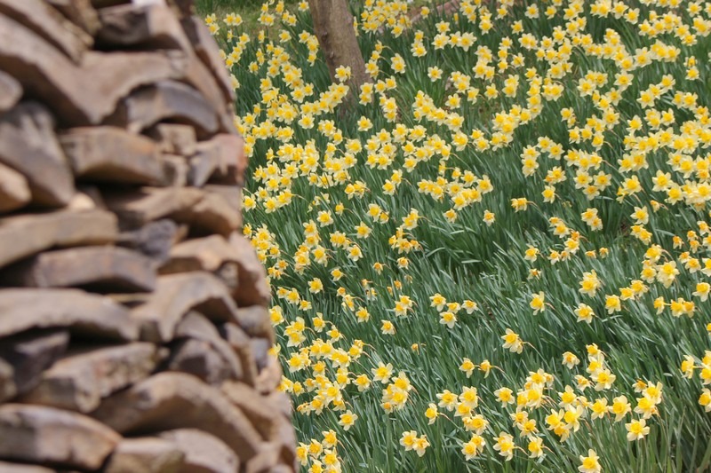 Yoogibanggaoak, Seosan, Chungcheongnam-do, Korea: Daffodil field