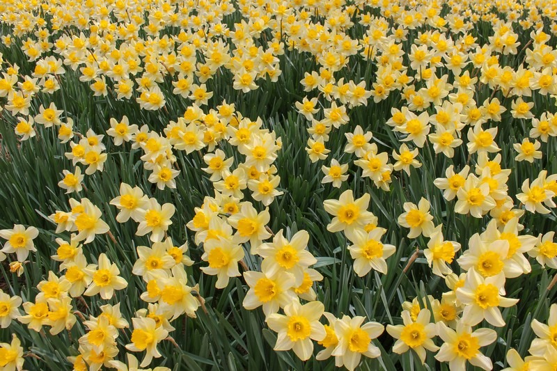 Yoogibanggaoak, Seosan, Chungcheongnam-do, Korea: Daffodil field