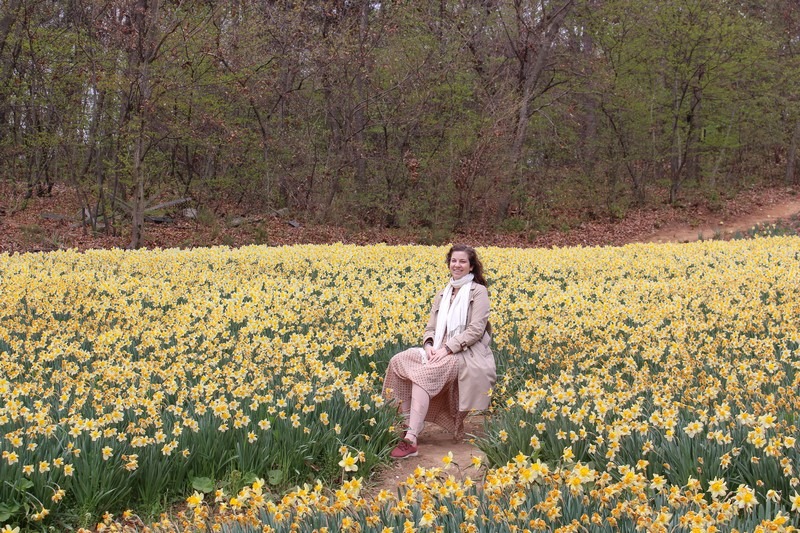 Yoogibanggaoak, Seosan, Chungcheongnam-do, Korea: Daffodil field