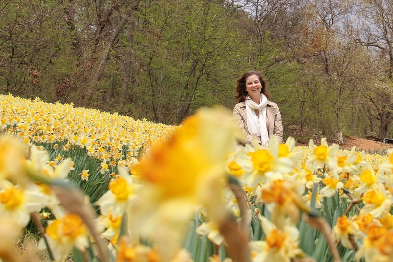 Yoogibanggaoak, Seosan, Chungcheongnam-do, Korea: Daffodil field