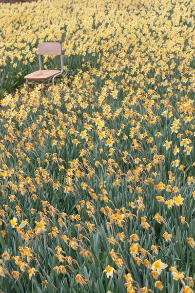 Yoogibanggaoak, Seosan, Chungcheongnam-do, Korea: Daffodil field