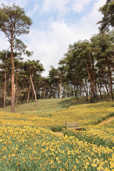 Yoogibanggaoak, Seosan, Chungcheongnam-do, Korea: Daffodil field