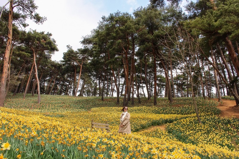 Yoogibanggaoak, Seosan, Chungcheongnam-do, Korea: Daffodil field