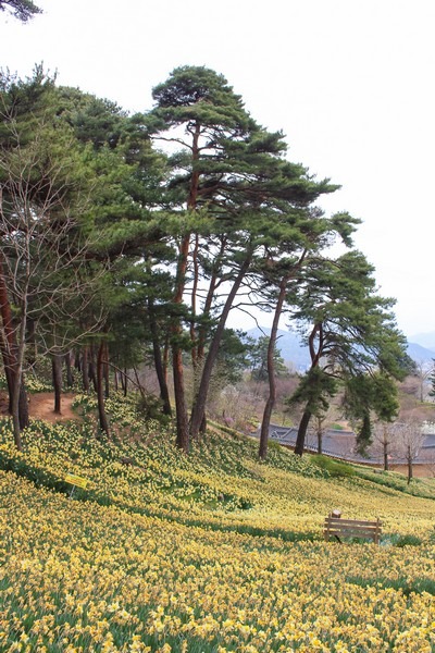 Yoogibanggaoak, Seosan, Chungcheongnam-do, Korea: Daffodil field