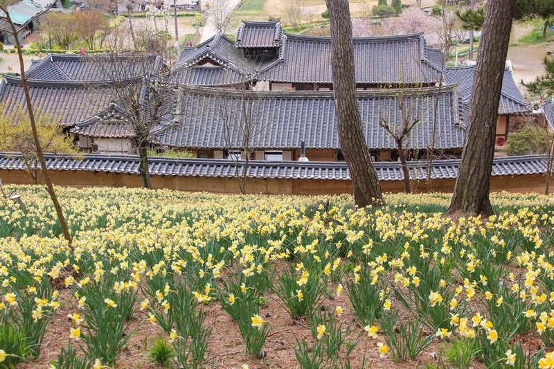 Yoogibanggaoak, Seosan, Chungcheongnam-do, Korea: Daffodil field