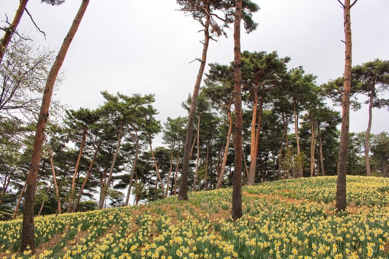 Yoogibanggaoak, Seosan, Chungcheongnam-do, Korea: Daffodil field