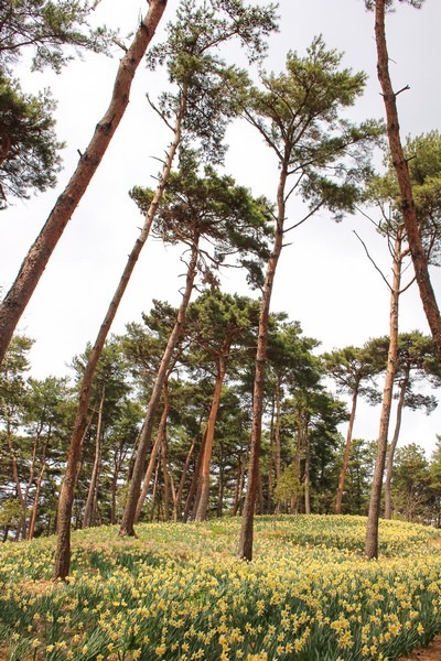 Yoogibanggaoak, Seosan, Chungcheongnam-do, Korea: Daffodil field