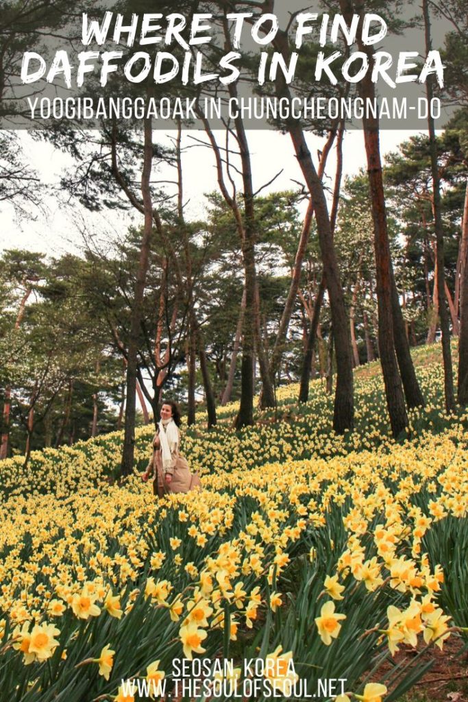 Where To Find Daffodils In Korea: Yoogibanggaoak In Chungcheongnam-do: Looking for where to see flowers in Korea in the spring? Don't miss the daffodil covered mountainside in Seosan at Yoogibanggaoak. It's a stunning yellow flower filled adventure to take and it's an easy day trip from Seoul.