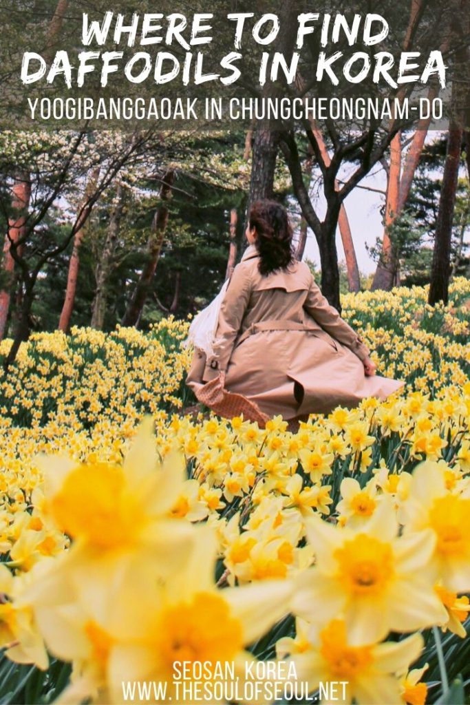 Where To Find Daffodils In Korea: Yoogibanggaoak In Chungcheongnam-do: Looking for where to see flowers in Korea in the spring? Don't miss the daffodil covered mountainside in Seosan at Yoogibanggaoak. It's a stunning yellow flower filled adventure to take and it's an easy day trip from Seoul.