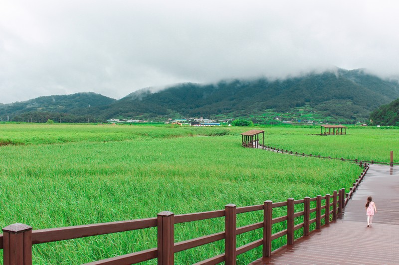 Suncheon Bay Wetland Reserve (순천만습지 or 순천만자연생태공원), Suncheon, Jeollanam-do, Korea