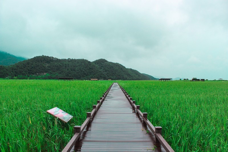 Suncheon Bay Wetland Reserve (순천만습지 or 순천만자연생태공원), Suncheon, Jeollanam-do, Korea