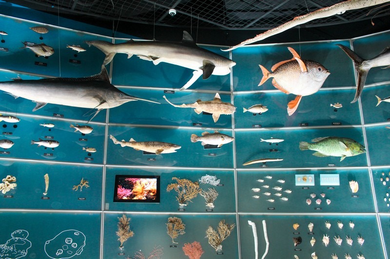 National Marine Biodiversity Institute of Korea Seaquarium (국립해양생물자원관), Seocheon-gun, Chungcheongnam-do, Korea