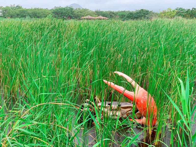 Suncheon Bay Wetland Reserve (순천만습지 or 순천만자연생태공원), Suncheon, Jeollanam-do, Korea