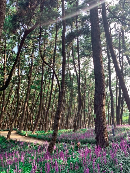 Janghang Songlim Forest & Beach (장항송림산림욕장), Seocheon-gun, Chungcheongnam-do, Korea