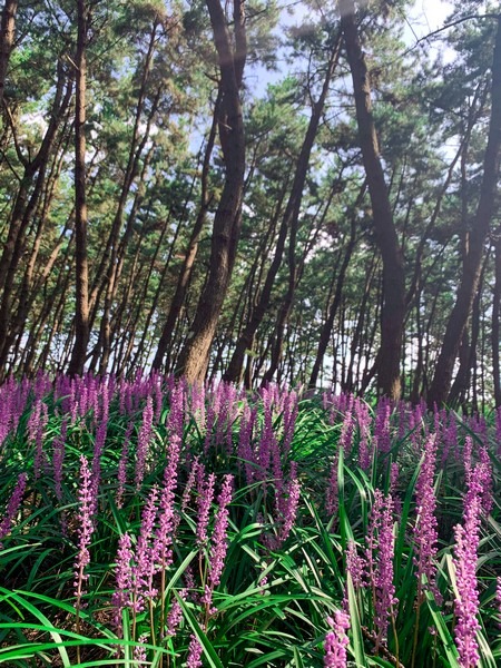 Janghang Songlim Forest & Beach (장항송림산림욕장), Seocheon-gun, Chungcheongnam-do, Korea