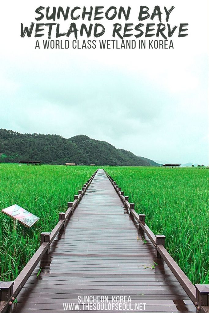 Suncheon Bay Wetland Reserve: Where To Go In Jeollanam-do: The Suncheon Bay Wetland Reserve is one of the top things to see in Jeollanam-do. It is a thriving natural landscape with animals and plants that is a must visit when down south in Korea. Don't miss it!