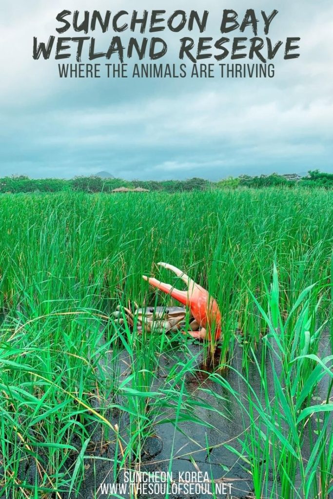 Suncheon Bay Wetland Reserve: Where To Go In Jeollanam-do: The Suncheon Bay Wetland Reserve is one of the top things to see in Jeollanam-do. It is a thriving natural landscape with animals and plants that is a must visit when down south in Korea. Don't miss it!